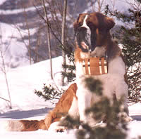 Saint Bernard - Joye